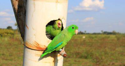 Маленькие попугаи учатся разговаривать как дети, — исследование - focus.ua - Украина - Венесуэла - Голос