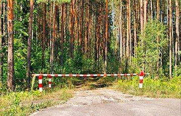 На юге Гомельщины сохраняется запрет на посещение лесов - charter97.org - Белоруссия - район Добрушский - Ельск