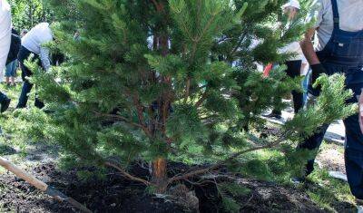 Более 400 деревьев высадят в Аптекарском саду Тобольска - nashgorod.ru - Россия - Тобольск