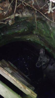 В Харькове спасли щенка, провалившегося в коллектор с водой (фото) - objectiv.tv - Украина - Харьков