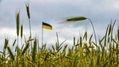 Тарас Высоцкий - Великобритания займётся проверкой экспортируемого Россией зерна - svoboda.org - Россия - Украина - Англия