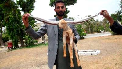 В Пакистане родился козленок с рекордно длинными ушами: видео - vinegret.cz - Чехия - Пакистан - Карачи