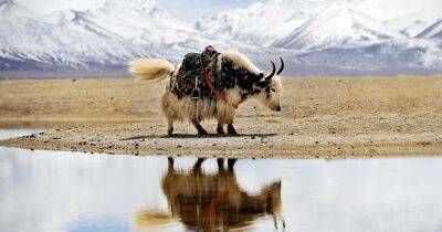 Таяние ледников Тибетского нагорья может привести к появлению новых болезней, - ученые - focus.ua - Китай - Украина