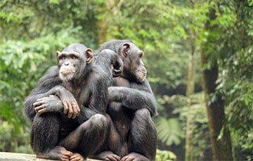 Лесные шимпанзе освоили редкий навык - charter97.org - Белоруссия - Шотландия - Конго - Танзания - Уганда