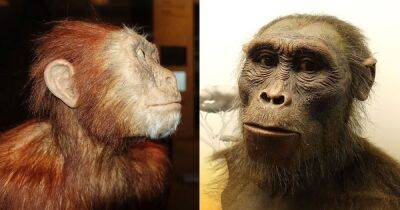 Появились на 1 млн лет раньше: предки современных людей оказались старше, чем считалось - focus.ua - Украина - Франция - Юар - Йоханнесбург
