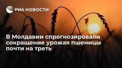Молдавия - Глава минсельхоза Молдавии Герчиу: урожай пшеницы сократится на 30 процентов из-за засухи - smartmoney.one - Молдавия