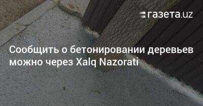 Сообщить о бетонировании деревьев можно через Xalq Nazorati - gazeta.uz - Узбекистан