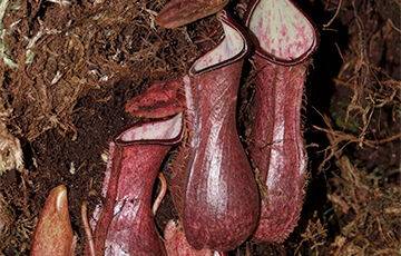 Биологи открыли подземное хищное растение - charter97.org - Белоруссия - Индонезия