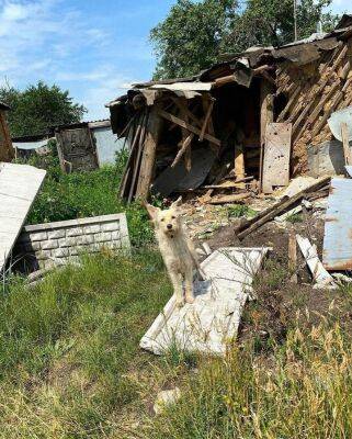 Нашлась хозяйка пса из Слатино, чье фото на руинах дома облетело харьковские соцсети - objectiv.tv - Украина - Харьков