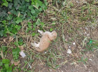 В Ташкенте неизвестные лица травят собак и кошек. Погибло как минимум 10 бездомных животных, пострадали еще семеро домашних питомцев - podrobno.uz - Узбекистан - Ташкент - район Яшнабадский