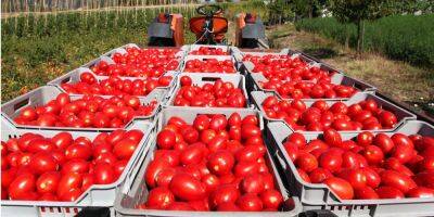 Чем подкармливать помидоры. 3 подкормки и лучшие натуральные удобрения - nv.ua - Украина