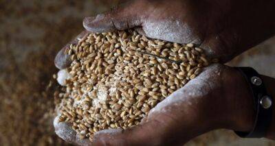 США предостерегли страны Африки от покупки украинского зерна - cxid.info - Россия - США - Украина - New York