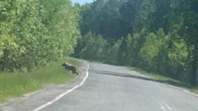 Тюменские грибники встретили на дороге медведя - nashgorod.ru