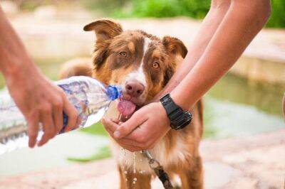 Как помочь домашним животным перенести летнюю жару? - fokus-vnimaniya.com - Новости