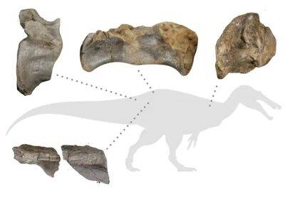 На острове Уайт обнаружены кости крупнейшего в Европе хищного динозавра - rbnews.uk - Twitter