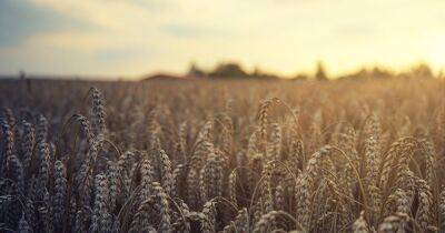 Правительство отменило лицензирование экспорта пшеницы - dsnews.ua - Украина