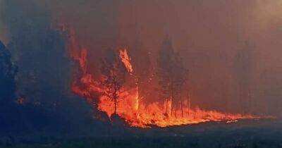 Во Франции - Во Франции бушуют лесные пожары, выгорели сотни гектаров (ФОТО) - dsnews.ua - Украина - Франция
