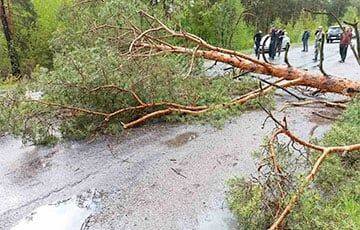 Непогода в Беларуси: множество поваленных деревьев, погибло два человека - charter97.org - Белоруссия - Минск - Солигорск - Минская обл.