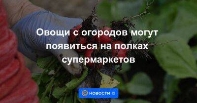 Викторий Абрамченко - Овощи с огородов могут появиться на полках супермаркетов - smartmoney.one