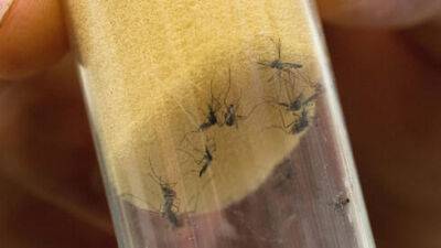 Израилю угрожает нашествие опасных комаров - vesty.co.il - Израиль - Экология