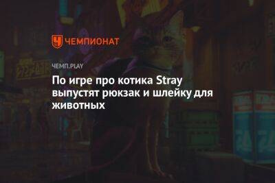 По игре про котика Stray выпустят рюкзак и шлейку для животных - championat.com