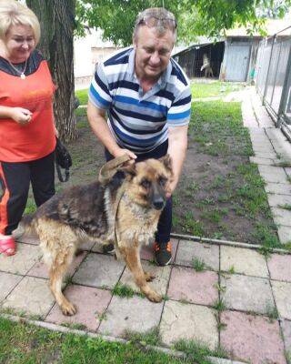 Вівчарка, яку військові знайшли в бомбосховищі в Слатиному, повернулася в родину - objectiv.tv - місто Харків - місто Харьков