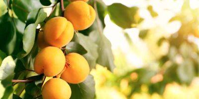 Уход за фруктовым деревом. Зачем в августе проводить обрезку абрикоса - nv.ua - Украина