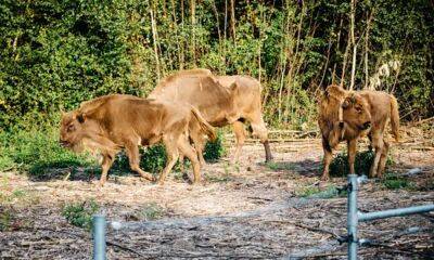 В Кенте впервые выпустили бизонов на волю для биоразнообразия - rbnews.uk - Англия - Германия - Шотландия - Ирландия - Twitter