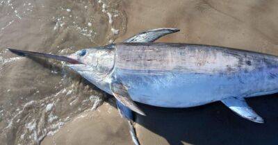 На Лиепайский пляж выбросило 80-килограммовую рыбу-меч - rus.delfi.lv - Латвия