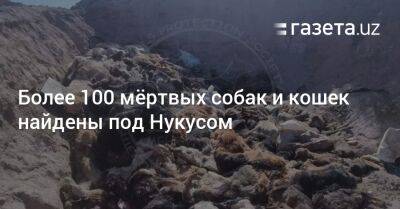 Более 100 мёртвых собак и кошек найдены под Нукусом - gazeta.uz - Узбекистан