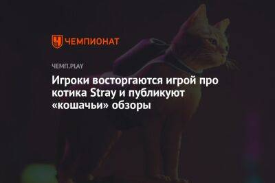 Игроки восторгаются игрой про котика Stray и публикуют «кошачьи» обзоры - championat.com