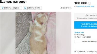 Под Тюменью за 100 000 рублей продают щенка-патриота - nashgorod.ru - Тюмень