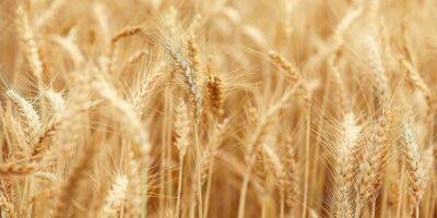 $250 млн для украинских фермеров. США помогут собрать, посеять и экспортировать зерно из Украины - biz.nv.ua - Россия - США - Украина
