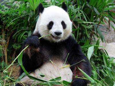 В зоопарке Гонконга умер самый старый в мире самец панды - gordonua.com - Китай - Украина - Гонконг - Гонконг - county Park