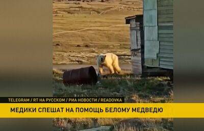 Медведь пришел к людям, чтобы ему помогли избавиться от застрявшей в пасти банки со сгущенкой - ont.by - Красноярский край - Белоруссия