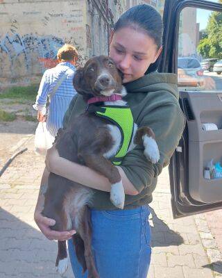 Харківські волонтери повернули до родин 16 тварин з гарячих точок (фото) - objectiv.tv