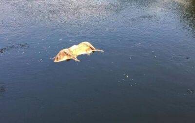 На Сумщине в реке обнаружен труп свиньи с чумой - korrespondent.net - Украина - Сумская обл.