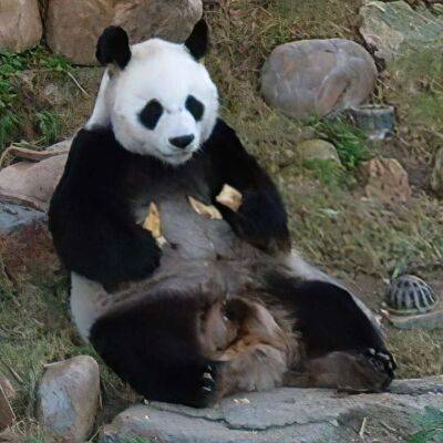 Померла найстаріша у світі гігантська панда - lenta.ua - Украина - Гонконг - county Park