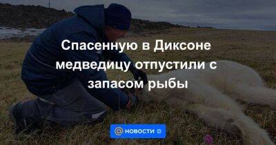 Спасенную в Диксоне медведицу отпустили с запасом рыбы - smartmoney.one