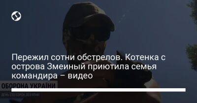 Пережил сотни обстрелов. Котенка с острова Змеиный приютила семья командира – видео - liga.net - Украина - Киев