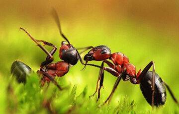 Ученые выяснили, как охотятся муравьи с необычными челюстями - charter97.org - Белоруссия