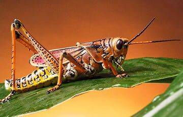 Ученые нашли «коллективный разум» у насекомых - charter97.org - Белоруссия
