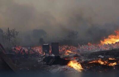 В Греции два крупных лесных пожара вышли из-под контроля – гибнут редкие растения и животные - ont.by - Белоруссия - Греция