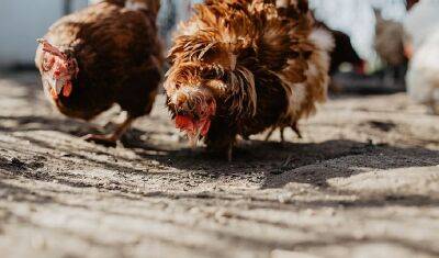 На островах Фарна погибли тысячи животных из-за птичьего гриппа - nashgorod.ru - Англия - Экология