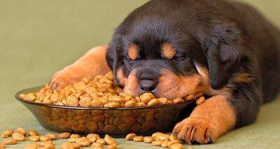 Ученые рассказали, чем нельзя кормить собак ни в коем случае - cxid.info - Англия