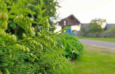 Александр Лукашенко - Лукашенко подписал указ, разрешающий узаконить самовольные постройки - ont.by - Белоруссия - Минск
