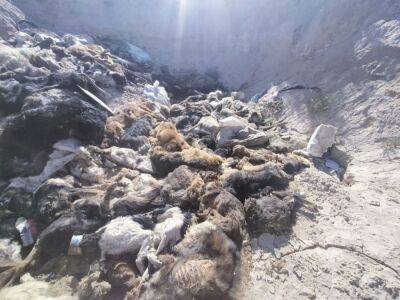 Прокуратура Каракалпакстана нашла всего шесть мертвых собак возле Нукуса. Волонтеры выкладывали фото с сотней убитых животных - podrobno.uz - Узбекистан - Ташкент
