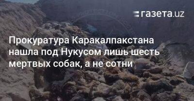 Прокуратура Каракалпакстана нашла под Нукусом лишь шесть мертвых собак, а не сотни - gazeta.uz - Узбекистан - Экология