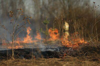 Внаслідок дій армії РФ знищено понад 26 тисяч га: як зараз виглядають ліси на Луганщині - vchaspik.ua - Украина - Росія - місто Сєвєродонецьк