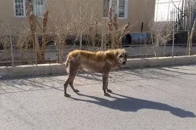 Станут ли меньше убивать? В Туркменистане принят закон о гуманном обращении с собаками - hronikatm.com - Туркмения